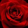 catherinegue695